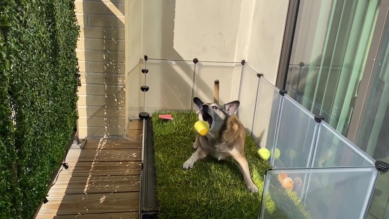 grass for dogs balcony