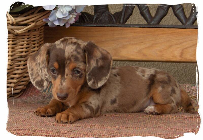 dachshund breeders near me