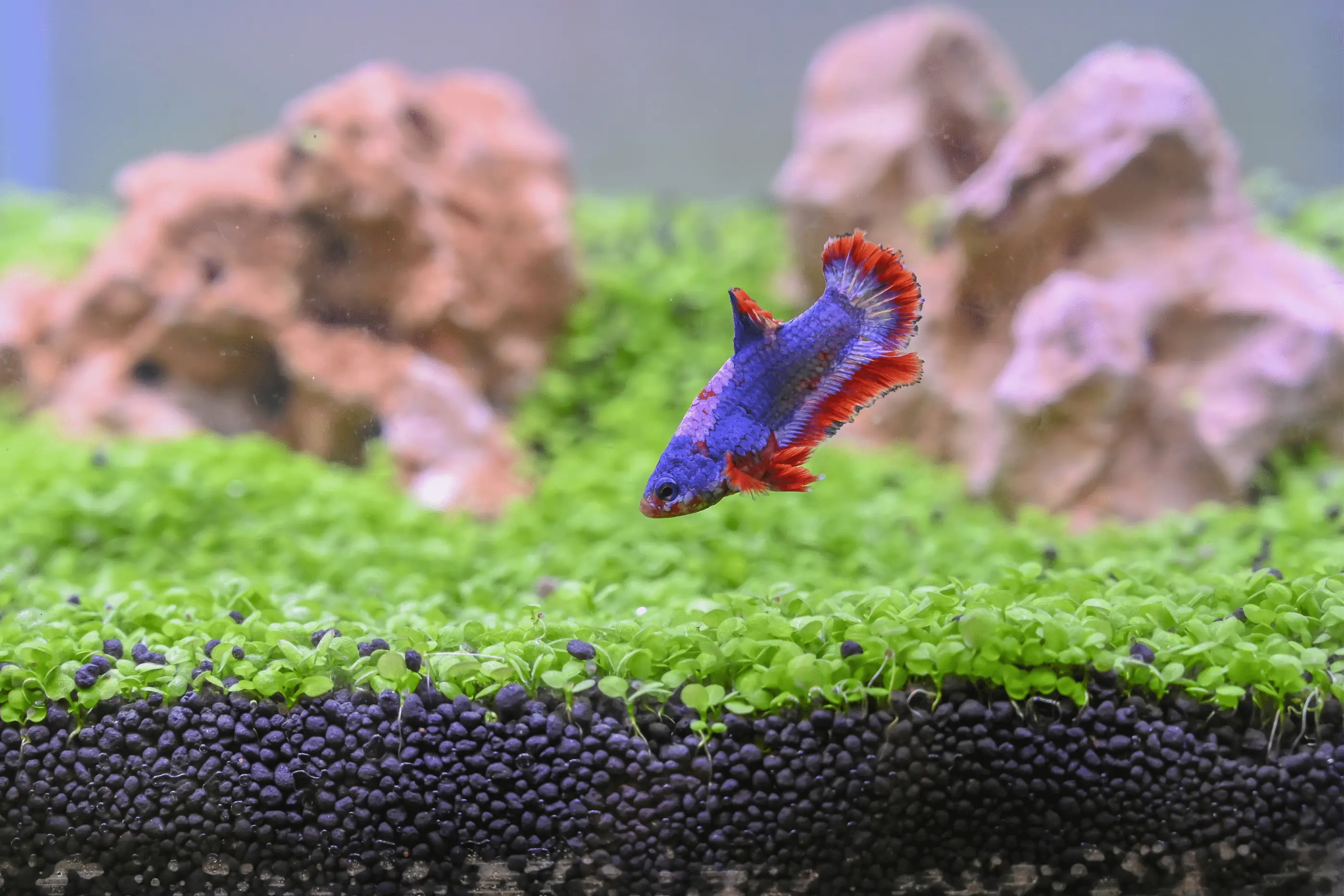 best substrate for betta fish