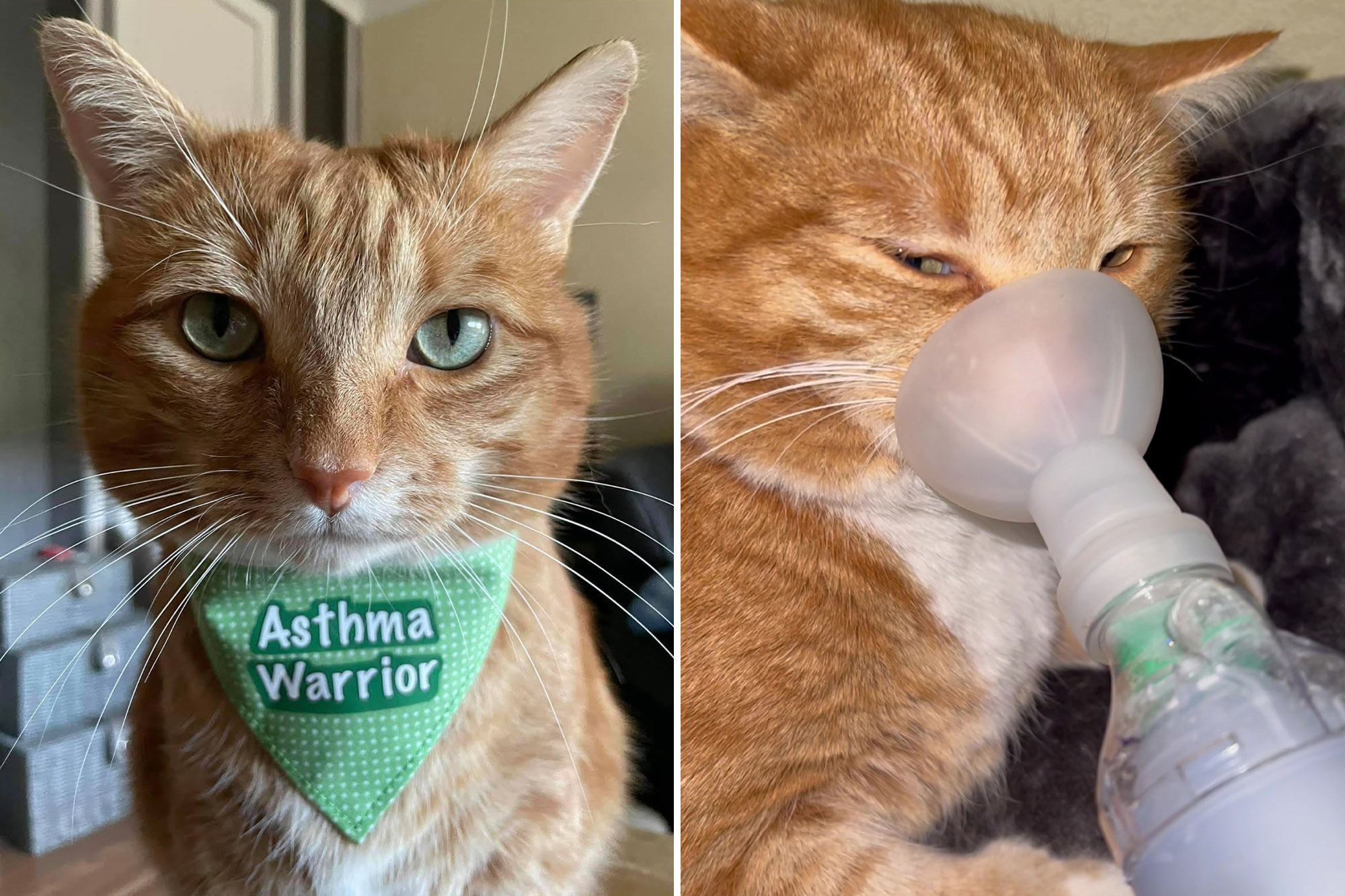 feline asthma life expectancy