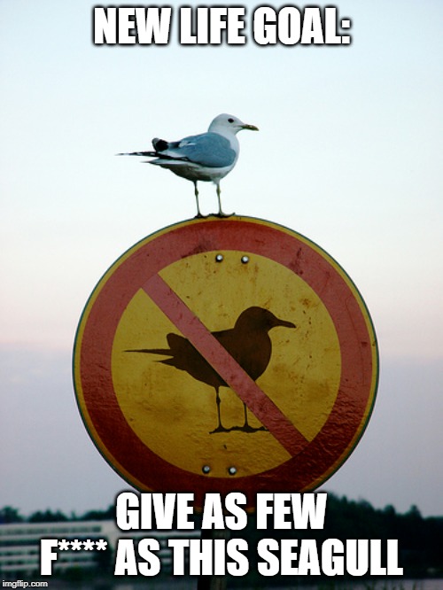 funny seagull memes