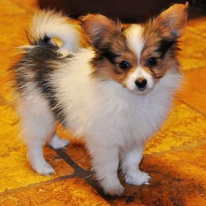 papillon puppies for sale