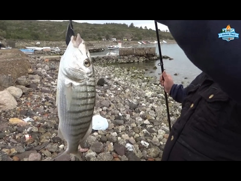 izmir kıyıdan balık avı 2017