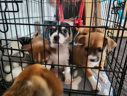 puppies for sale mildura