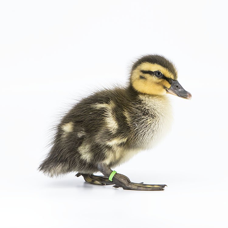 baby rouen ducks