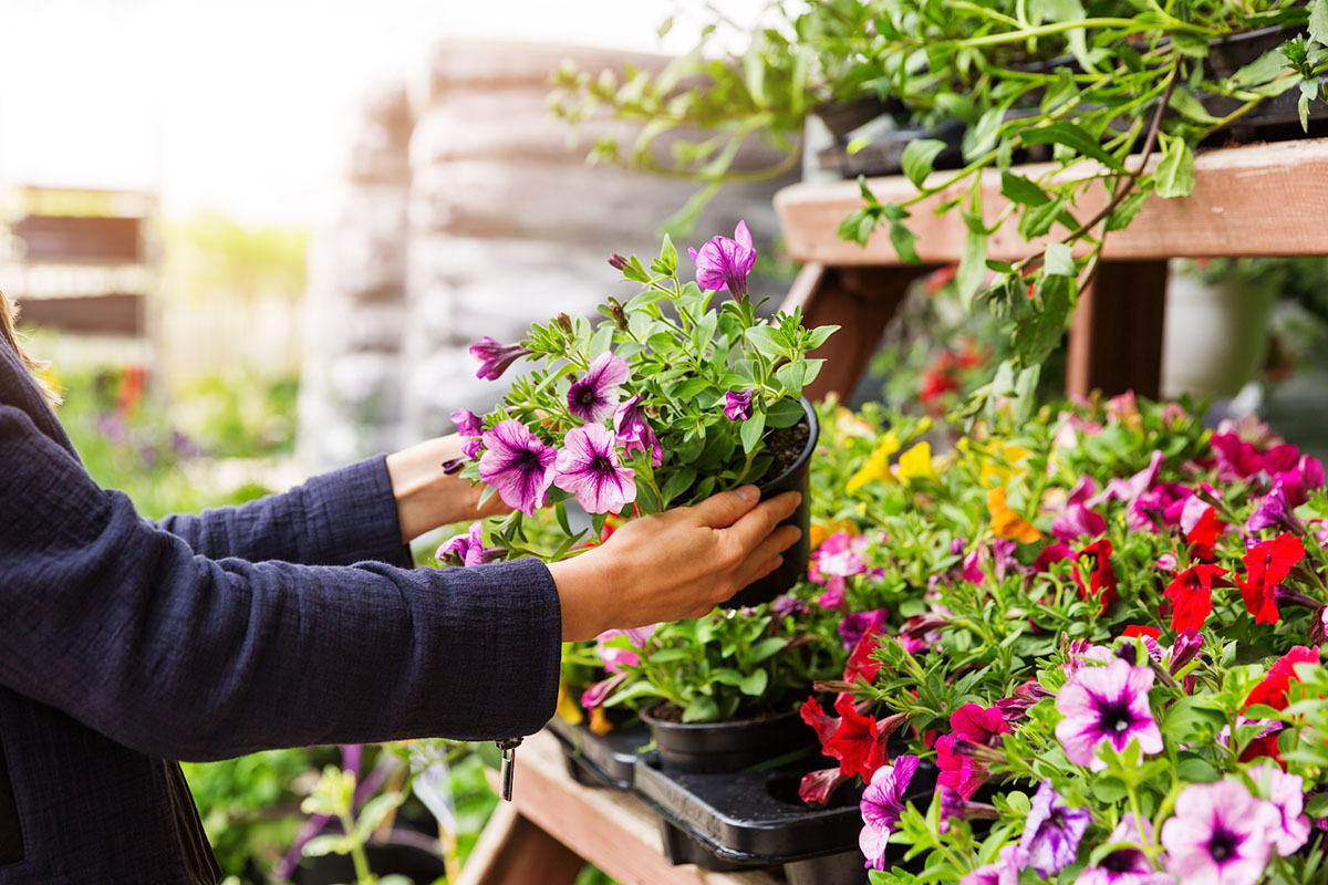 home depot plants