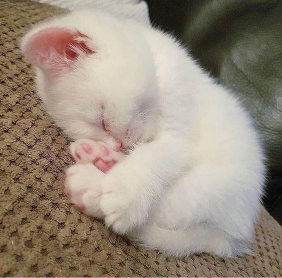 cute white kitten pictures