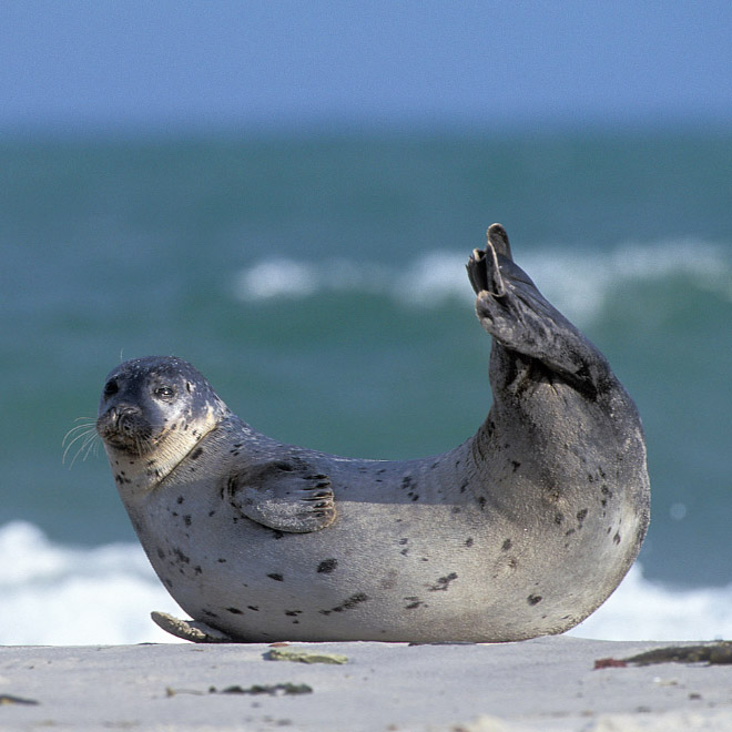 banana pose seals