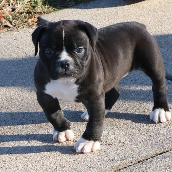 old english bulldog puppies for sale