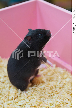 full grown black bear hamster