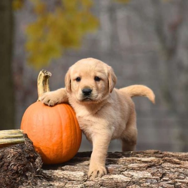 buy a labrador puppy