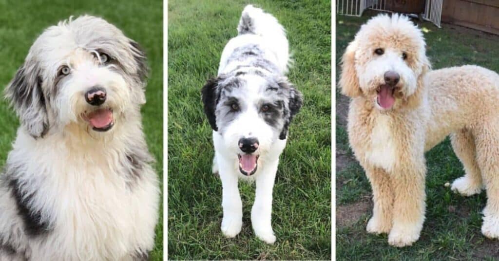 border collie mix poodle