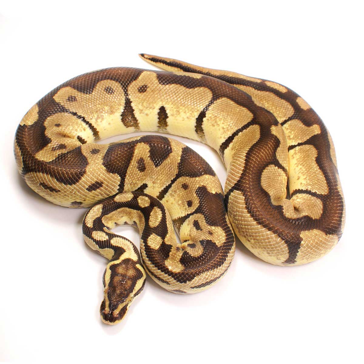 enchi royal python