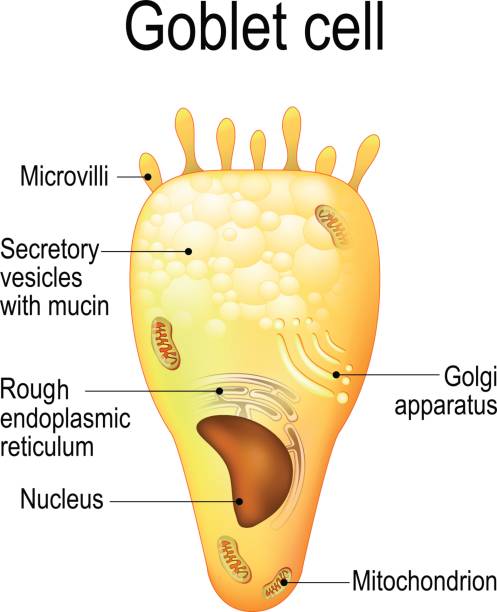 goblet cell diagram