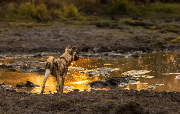 londolozi blog