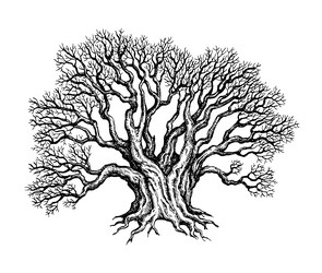yew tree drawing