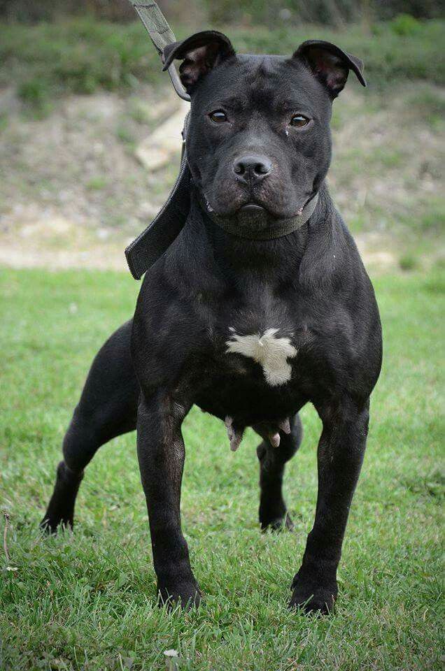 black american pitbull