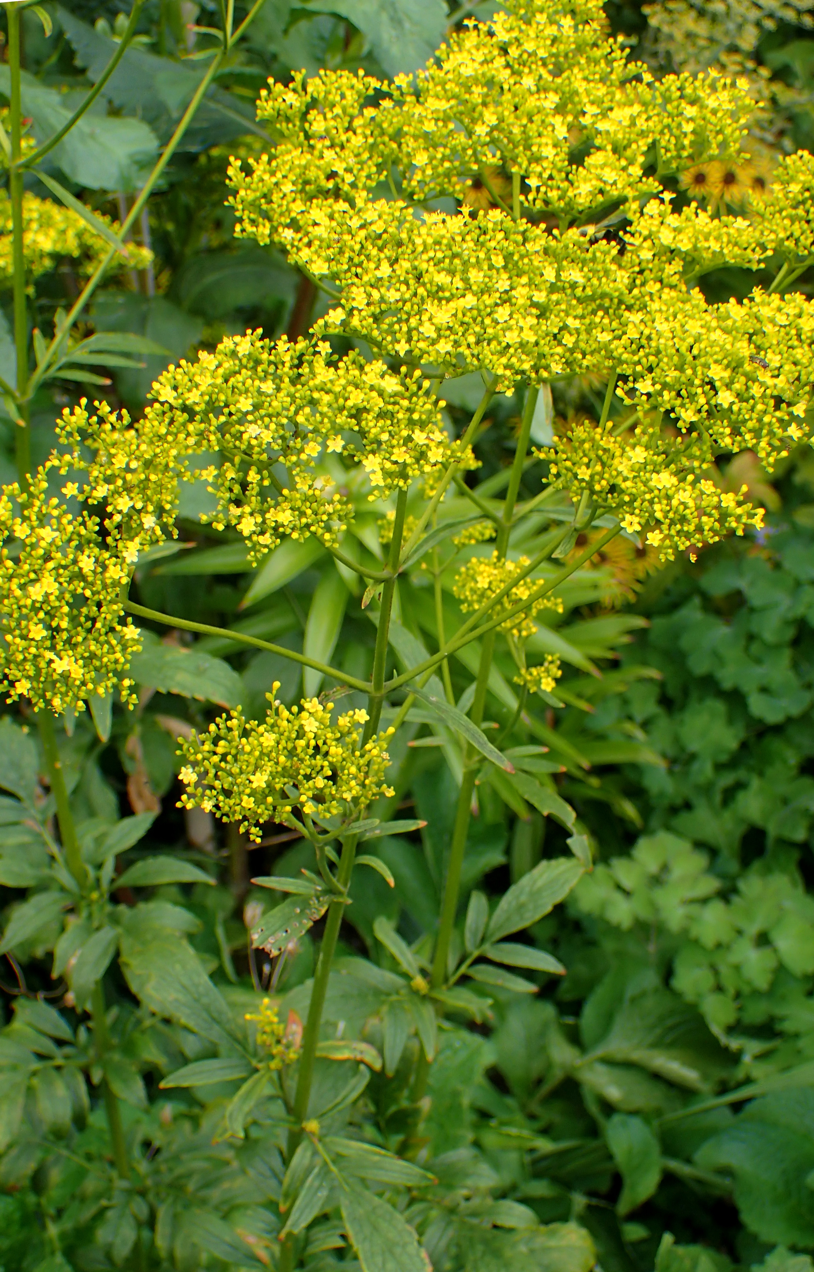 eastern valerian