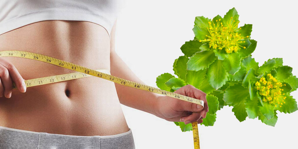 rhodiola rosea and weight loss