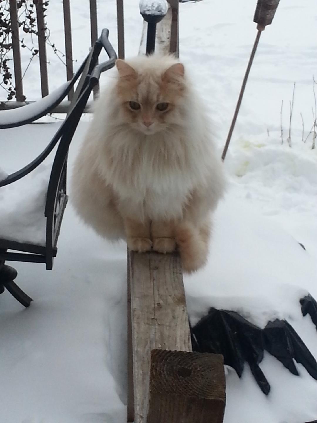 maine coon persian mix