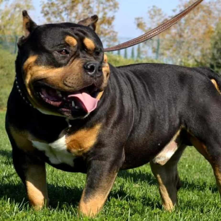 pitbull rottweiler mix breed