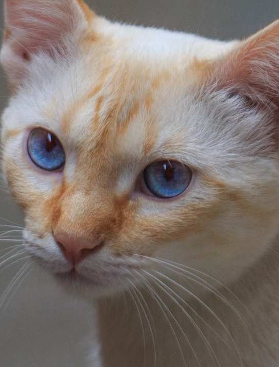 flame point siamese cat price