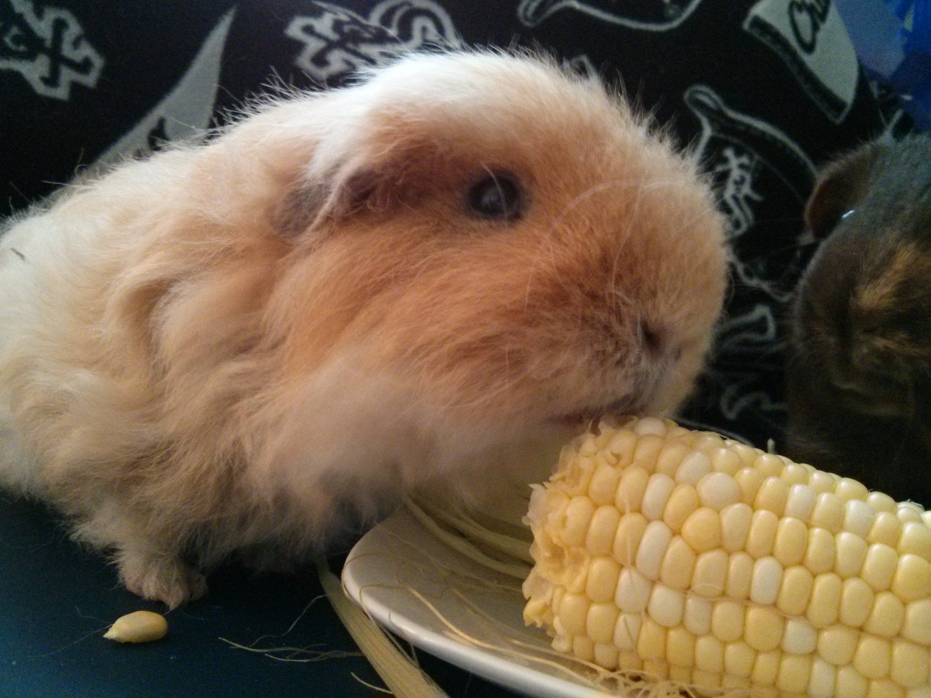 do guinea pigs eat corn on the cob