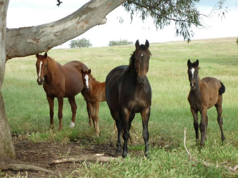 horse deals south australia