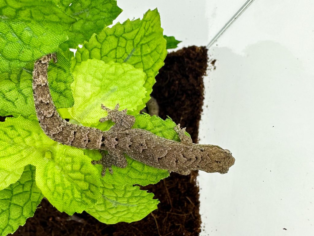 mourning gecko for sale uk