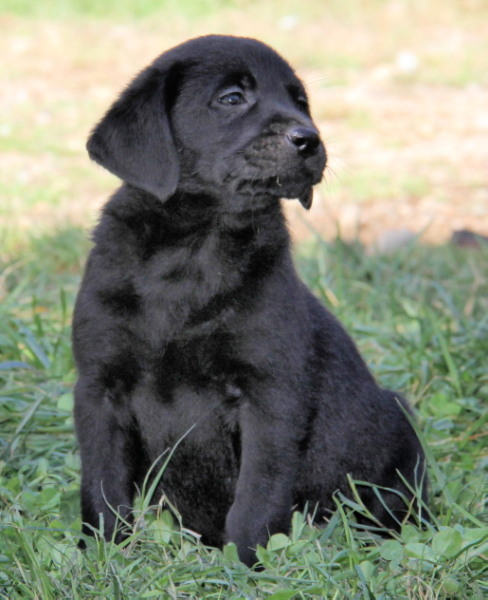 black labrador puppies for sale