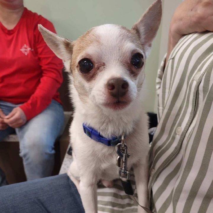 chihuahua rescue miami