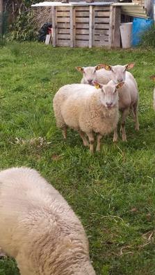 venta de ovejas en cantabria