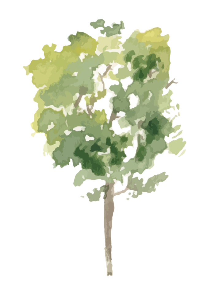 watercolor tree png