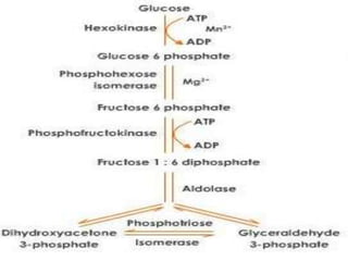 glycolysis slideshare