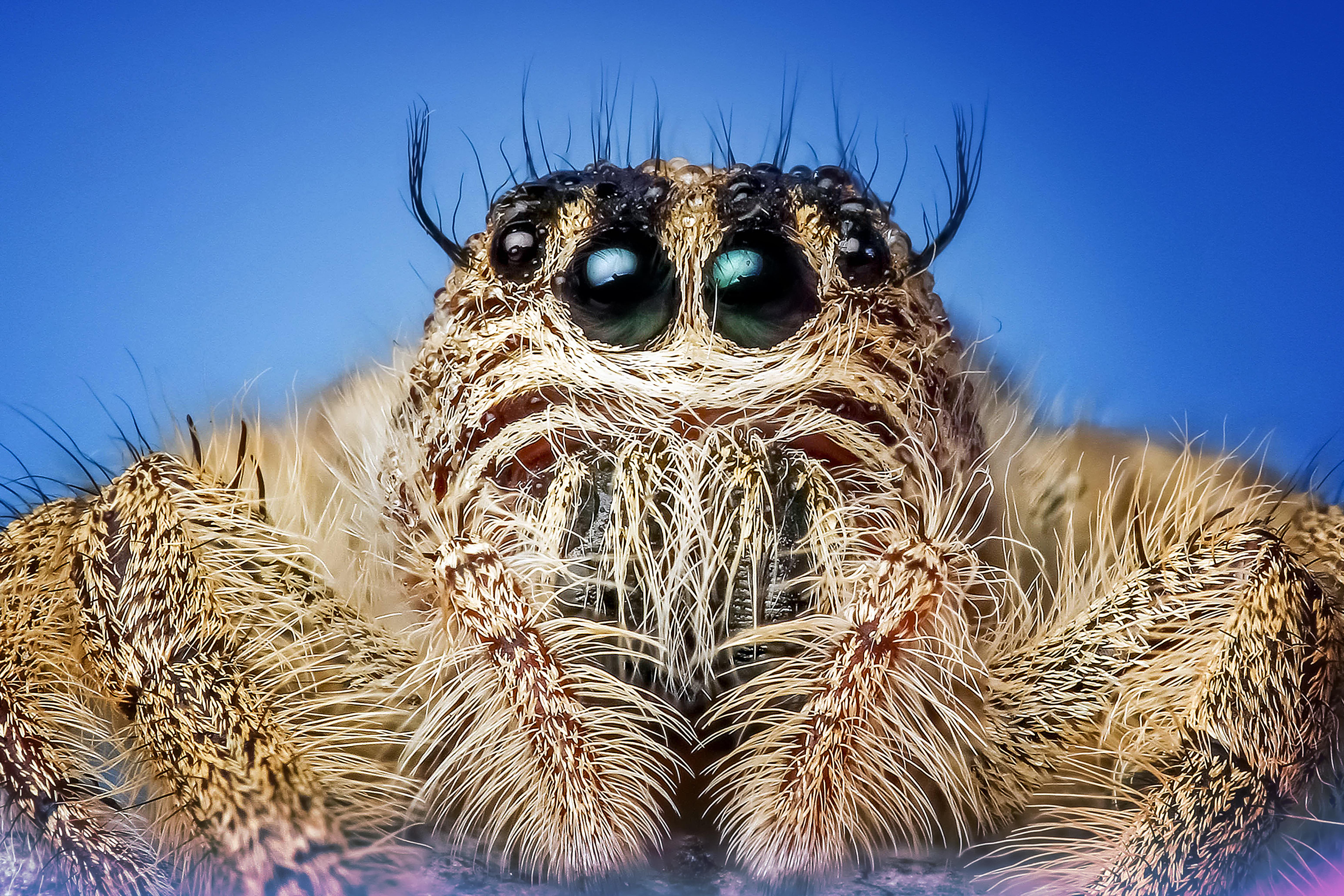 jumping spiders for sale