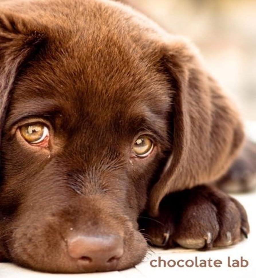 chocolate labrador puppies