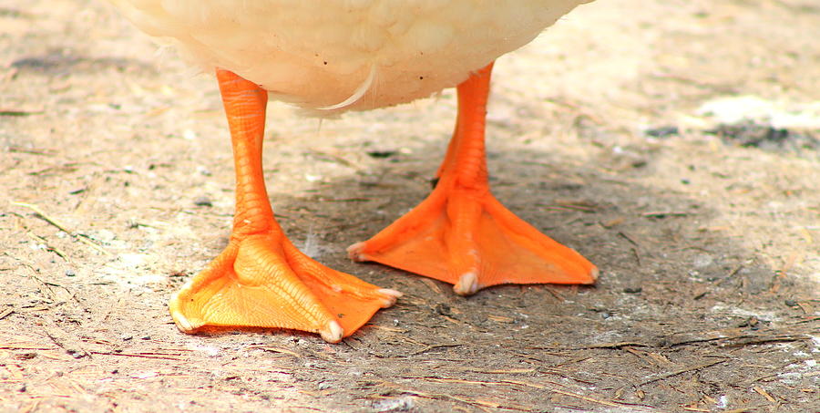 duck feet images