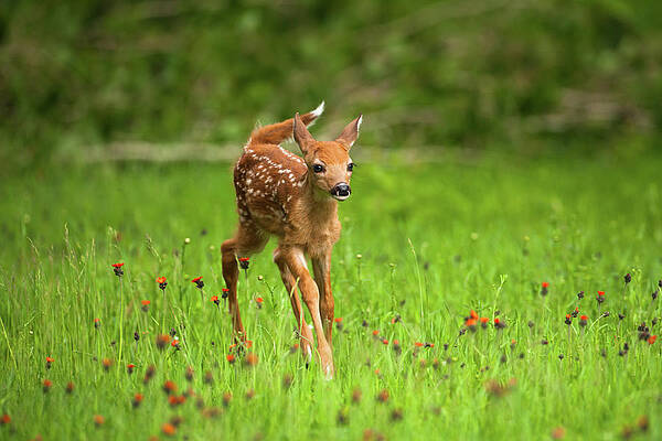 fawn pictures