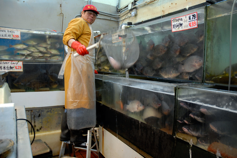 chinese fish market near me