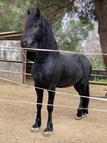 caballos frisones en venta en españa