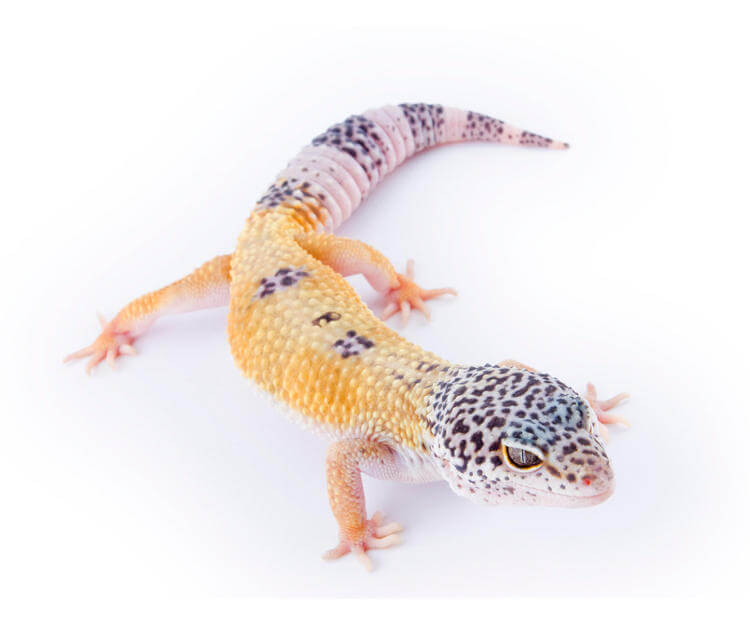 gecko leopard fiyat