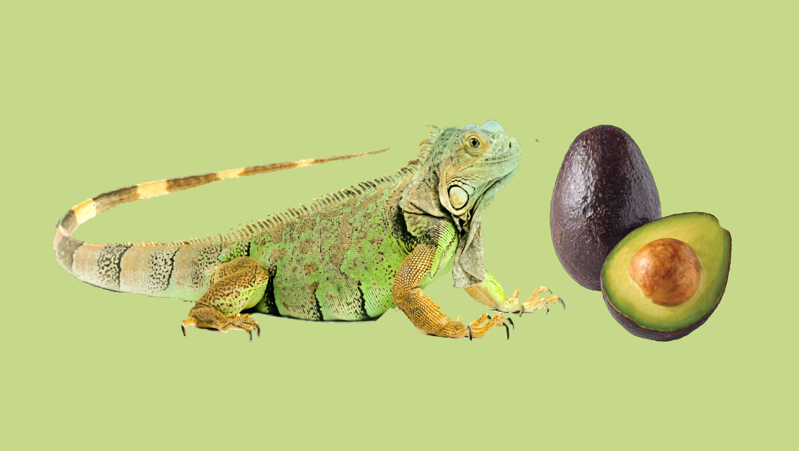 can iguanas eat avocado