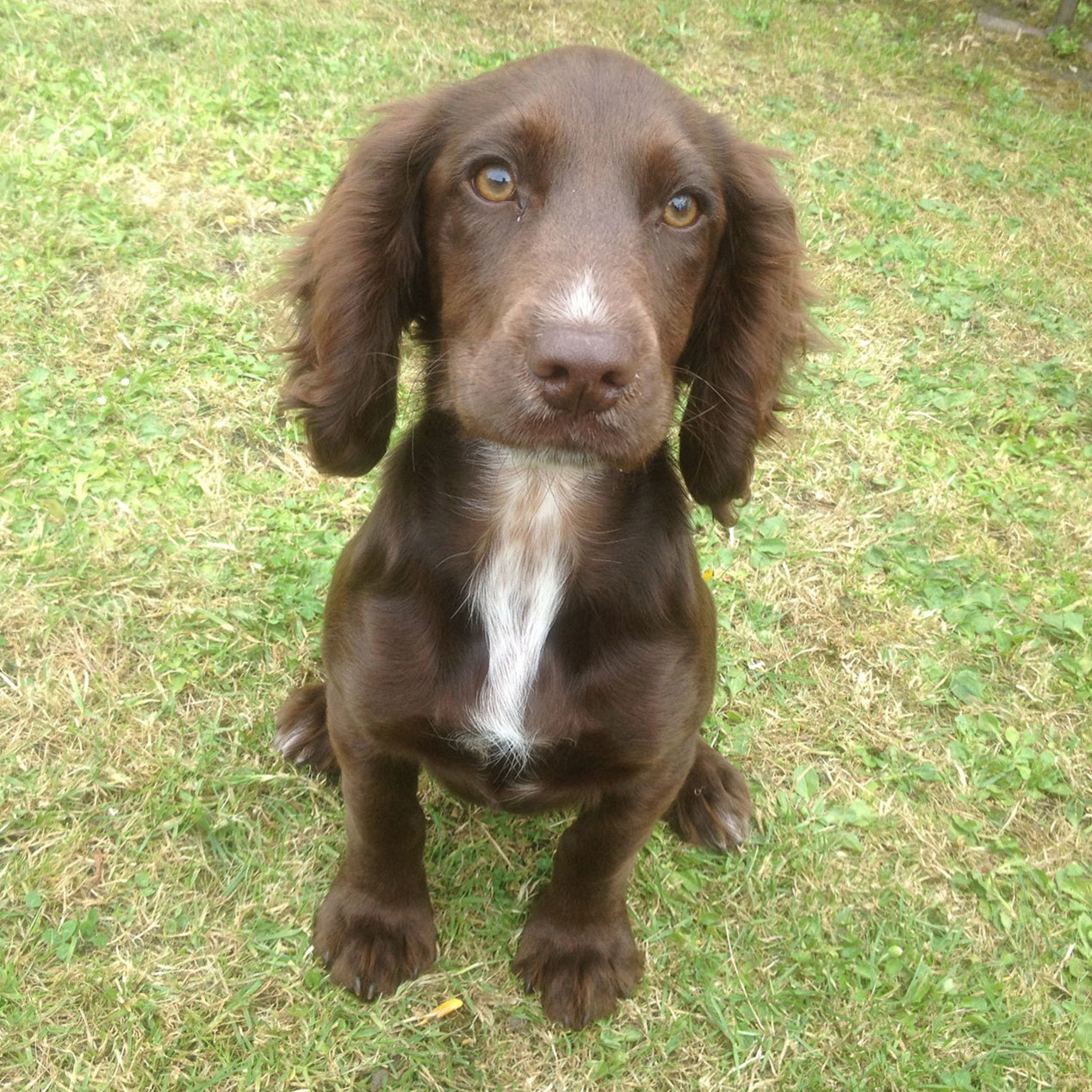 working cocker spaniel for sale