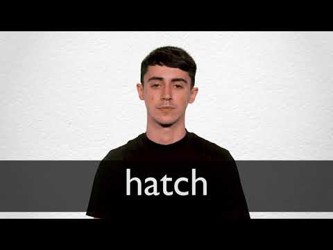 hatch thesaurus