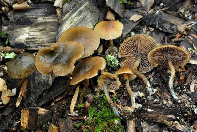 psilocybe caerulipes pictures