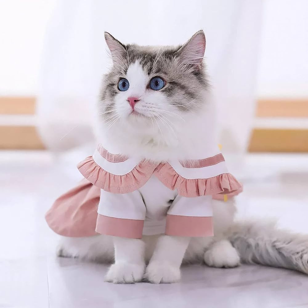 cat clothes amazon