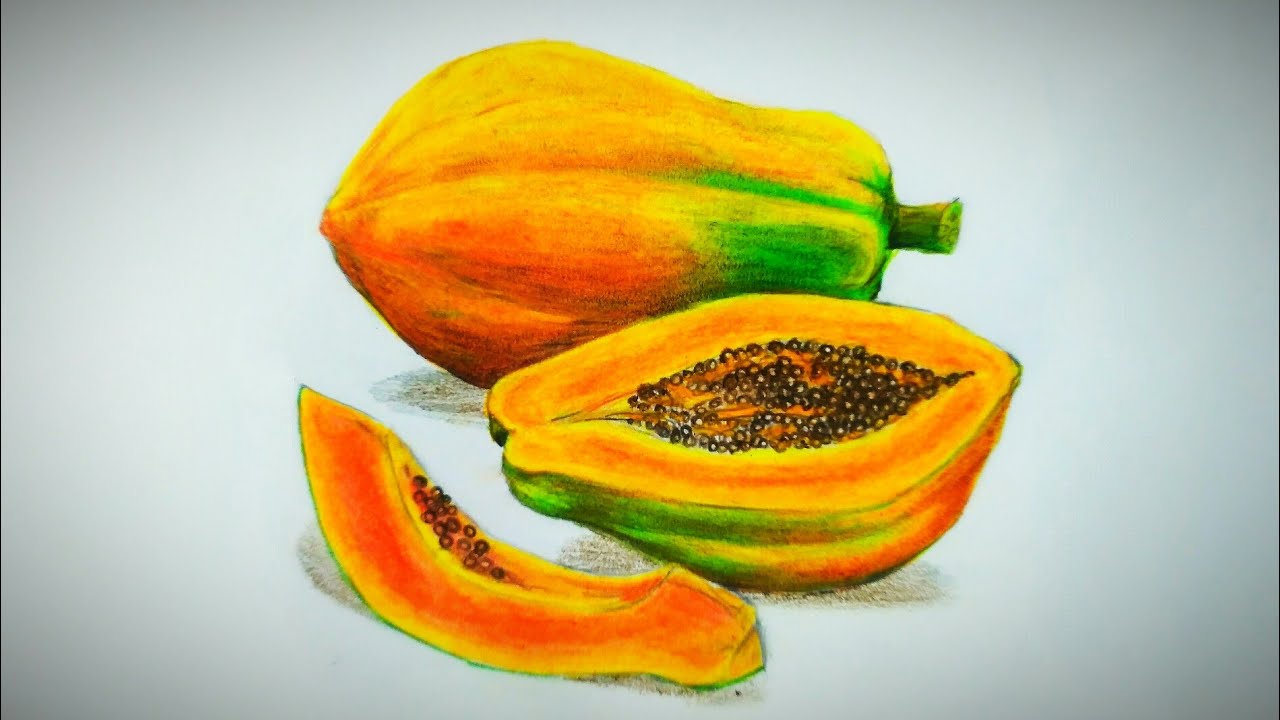 realistic papaya drawing