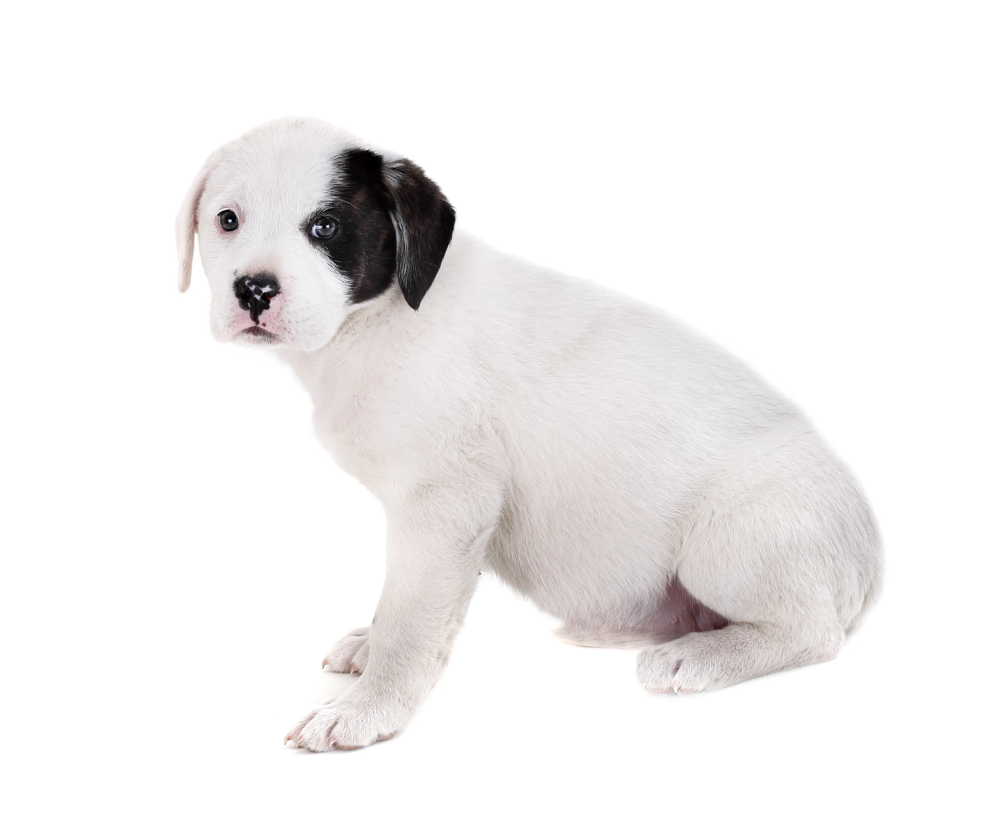 labrador and bulldog mix