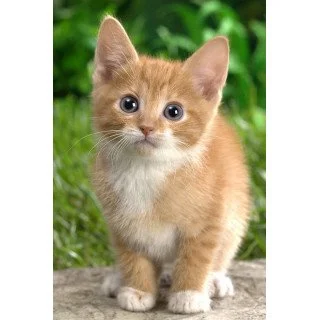 cute babycat