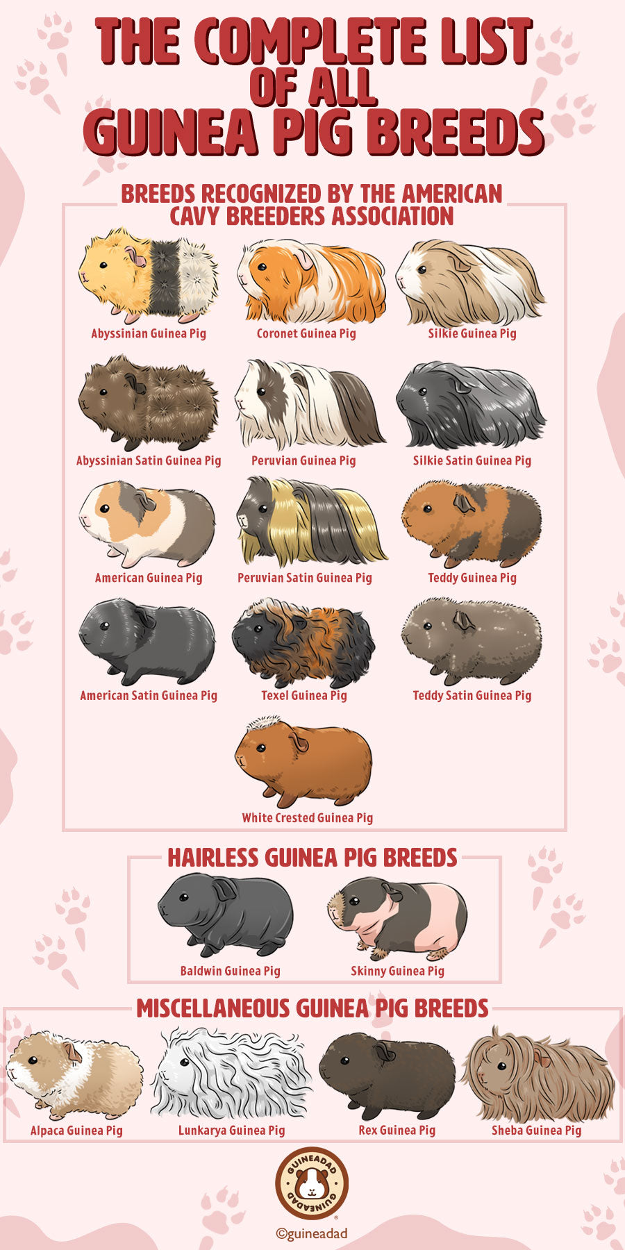 guinea pigs breeders near me